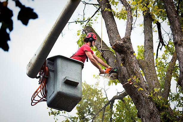  Watsessing, NJ Tree Service Pros